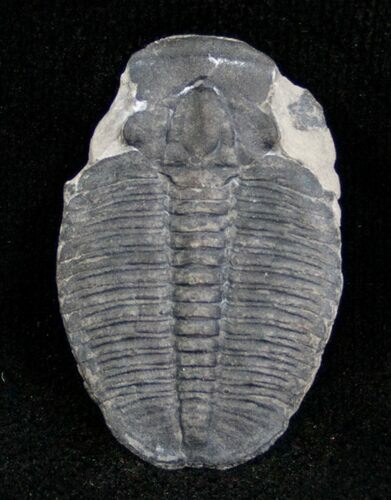 Elrathia Trilobite (Molt) - Utah #6712